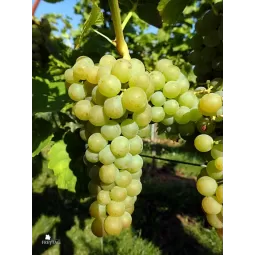 Vynuogė LOUISE SWENSON