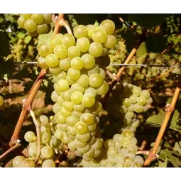 Vyninė vynuogė Villaris (balta)