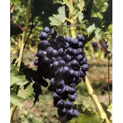 Vyninė vynuogė Rondo (raudona)