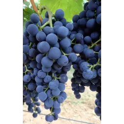 Vyninė vynuogė Marechal Foch