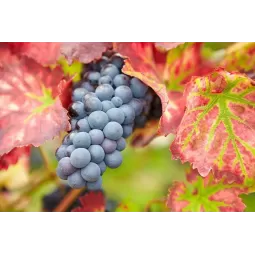 Vyninė vynuogė Regent (mėlyna)