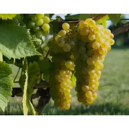 Vyninė vynuogė Solaris (balta)