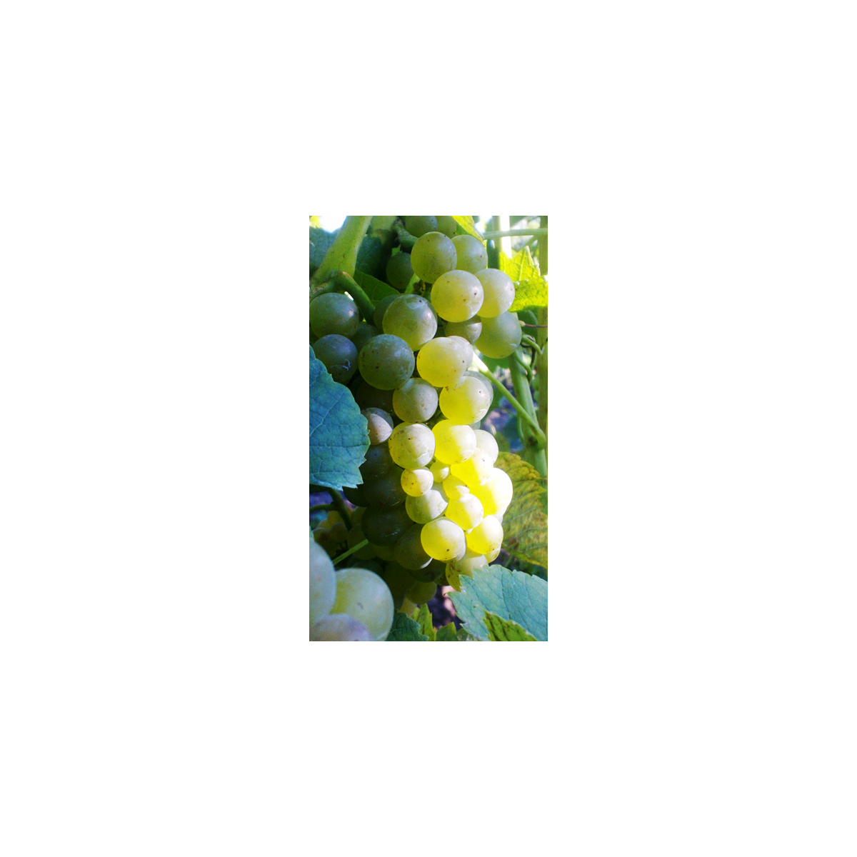 Vyninė vynuogė Solaris (balta)