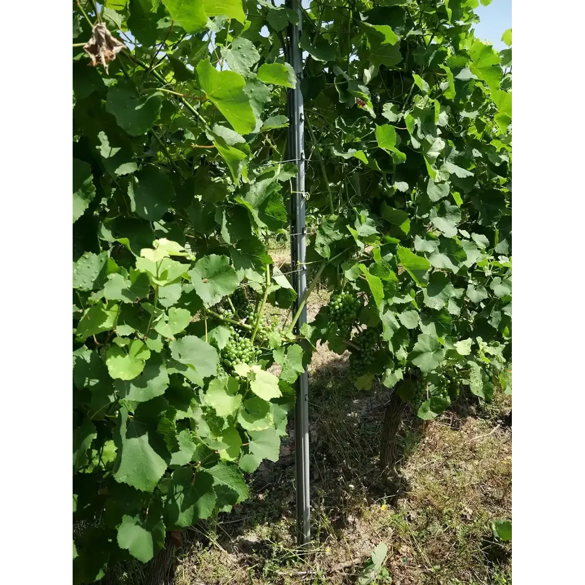Vynmedžio stovas Perfo 50x36x2500|Stulpai ir inkarai