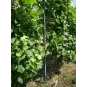 Vynmedžio stovas Perfo 50x36x2500|Stulpai ir inkarai